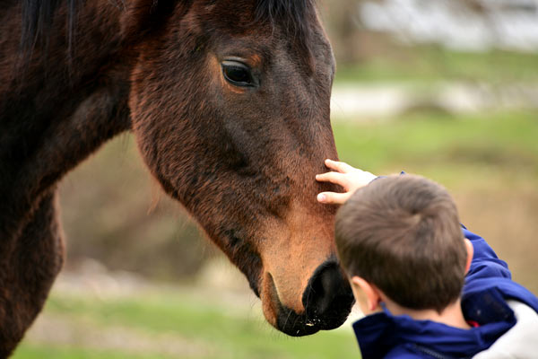 АгроБиоФерма «Велегож»: психологические тренинги с лошадьми