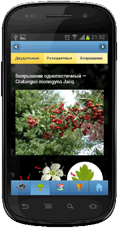 Мобильное приложение Полевой атлас-определитель древесных растений (деревьев, кустарников и лиан) для Android - иллюстрации вида