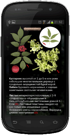 Мобильное приложение Полевой атлас-определитель древесных растений (деревьев, кустарников и лиан) для Android - иллюстрации вида растения