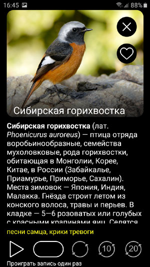 Мобильное приложение Птицы России PRO - описания и изображения птиц, варианты проигрывания голосов