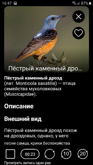 Мобильное приложение Птицы России PRO - страница описания вида и функций проигрывания голосов