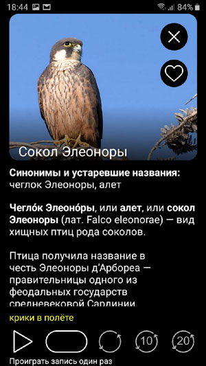 Мобильное приложение Птицы Европы PRO - фотографии и описания видов птиц Европы