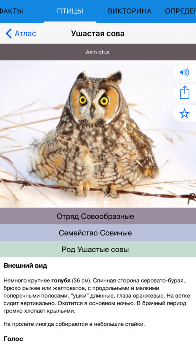 Мобильный полевой определитель птиц для iPnone и iPad: Птицы России - пример описания вида