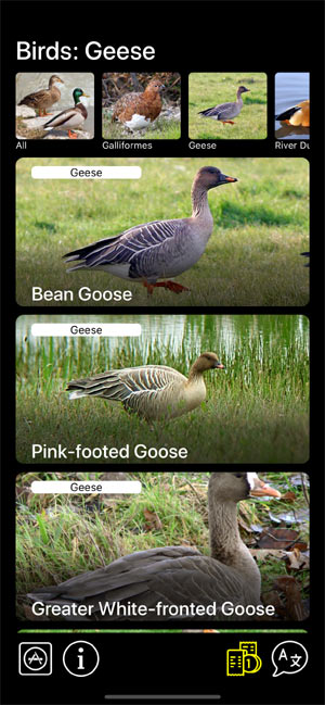 Мобильное приложение Манок на птиц: Птицы Европы - список птиц в группе Гуси