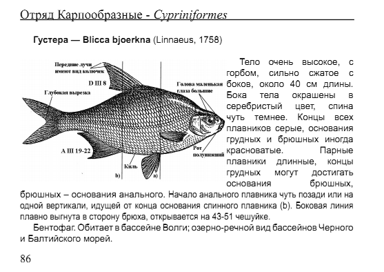 Образцы разворота книги Пресноводные рыбы: Карманный определитель