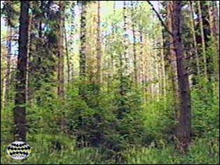 Изучение вертикальной структуры леса