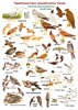 Цветная определительная таблица Перелетные птицы средней полосы России