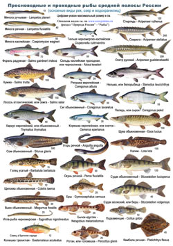 Рыбы средней полосы России - определительная таблица 1 стр.