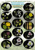 Цветная определительная таблица Травянистые растения (цветы) водоемов и заболоченных лугов