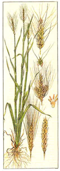 Пшеница - Triticum