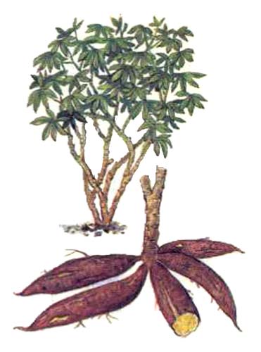 Маниока (Manihot esculenta L.)