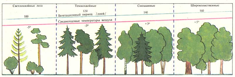 Изменение типов лесов по широтным зонам