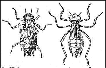 Личинки стрекоз типа настоящей стрекозы: Эпитека (Epitheca bimaculata), Леукорриния (Leucorrhinia caudatisi