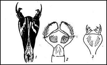 Различные типы масок у личинок стрекоз. Сильно увел. (По Якобсону и Бианки) 1 — плоская маска типа Aeschna; 2 — шлемовидная маска бабки (Cordulia); 3 — шлемовидная со сложными зубцами маска лютки (Lestes)