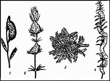 Кладки стрекоз. 1 — кладка Libellula на растении; 2 — кладка бабки (Cordulia) на харовых водорослях; 3 — кладка Sympetrum на водяном мху; 4 — кладка Epitheca bimaculata на элодее