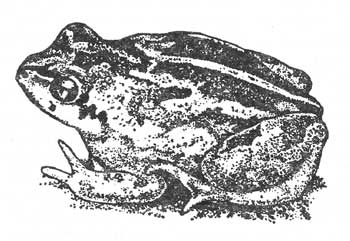 Внешний вид обыкновенной чесночницы (Pelobates fuscus)