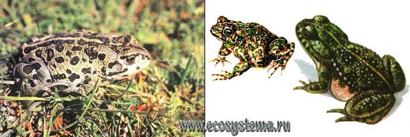 Монгольская жаба — Bufo raddei