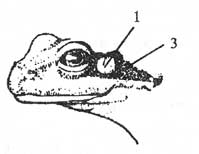 Голова травяной лягушки