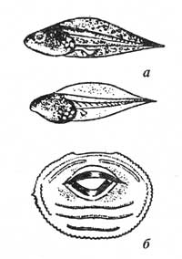 Внешний вид (а) и ротовой диск (б) головастика обыкновенной квакши, Hyla arborea