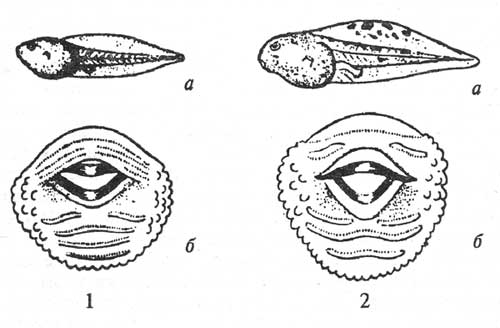 Внешний вид и ротовые диски у головастиков бурых лягушек