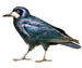 Грач - Corvus frugilegus