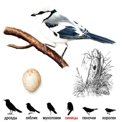 Белая лазоревка, или белая синичка, или князек — Parus cyanus