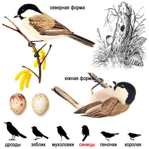 Пухляк, или буроголовая гаичка — Parus montanus