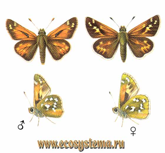 Толстоголовка запятая - Hesperia comma, толстоголовка-запятая, Hesperia sylvestris, Papilio comma, Erynnis comma