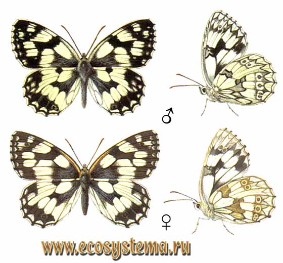 Галатея - Melanargia galathea, пестроглазка галатея, бархатница галатея, Papilio galathea