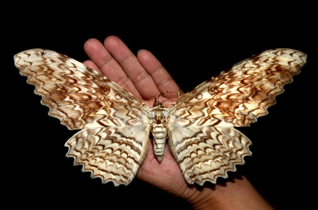 Крупнейшая в мире по размаху крыльев бабочка — тизания агриппина (Thysania agrippina) с размахом крыльев до 28 см.