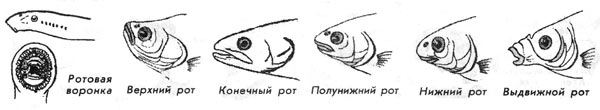 Различные типы положения рта у рыб