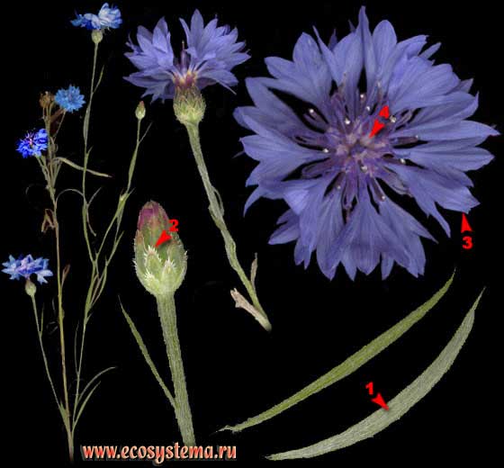 Василек синий, или посевной — Centaurea cyanus L.