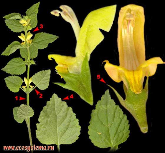Зеленчук желтый — Galeobdolon luteum Huds. (Lamiastrum galeobdolon (L.) Ehrend. et Polatschek)