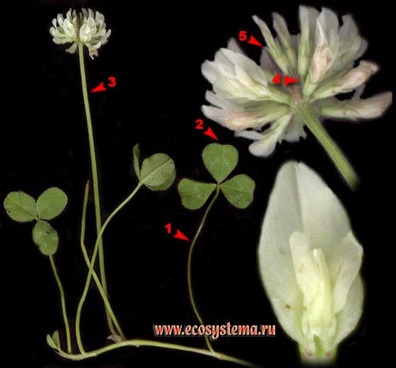 Клевер  ползучий — Trifolium repens L. (Amoria repens (L.) C. Presl)