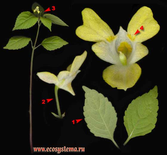 Недотрога мелкоцветковая —  Impatiens parviflora DC.