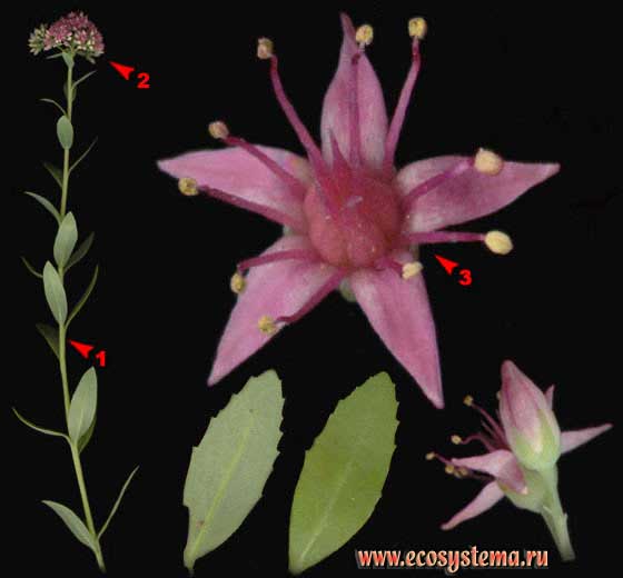 Очиток пурпурный, или седум — Sedum telephium L. (Sedum purpureum (L.) Schult.)