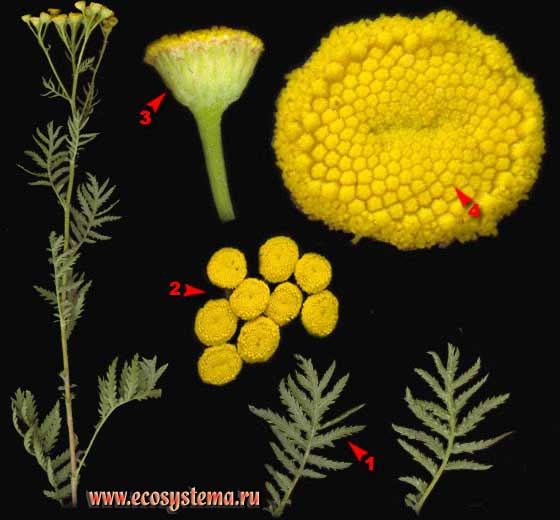 Пижма обыкновенная — Tanacetum vulgare L.