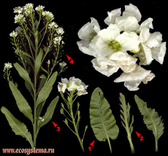 Хрен обыкновенный — Armoracia rusticana Gaertn., B. Mey. et Schreb.