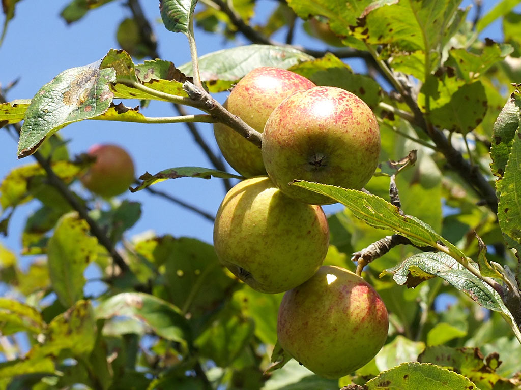 Яблоня домашняя - Malus domestica: плоды и листья