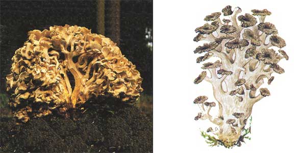 Грифола разветвленная, или
грифола зонтичная, или трутовик разветвленный,
или трутовик ветвистый - Grifola umbellata (Fr.) Pil., или
Polyporus umbellatus