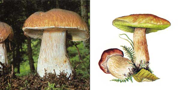 Белый гриб еловый - Boletus edulis f. edulis
Vassilk.