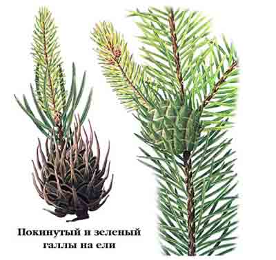 Хермес желтый — Sacchiphantes abietis (L.) и Хермес зеленый — Sacchiphantes viridis Rtzb.