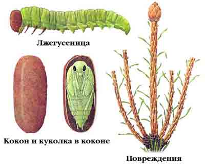 Пилильщик еловый — Pristiphora abietina (christ.)
