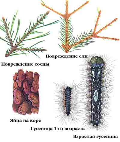 Шелкопряд-монашенка — Lymantria monacha (L.)