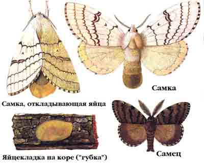 Шелкопряд непарный — Lymantria dispar (L.)