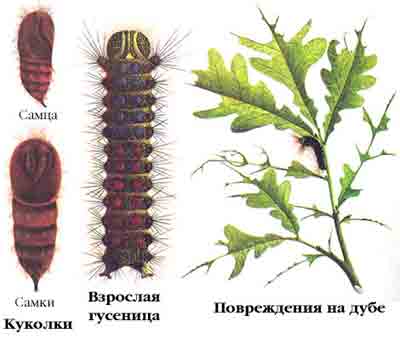 Шелкопряд непарный — Lymantria dispar (L.)