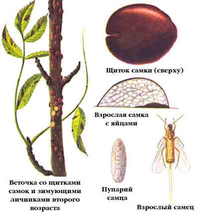 Ложнощитовка акациевая — Parthenolecanium comi (Вouche)