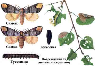 Лунка серебристая — Phalera bucephala (L.)