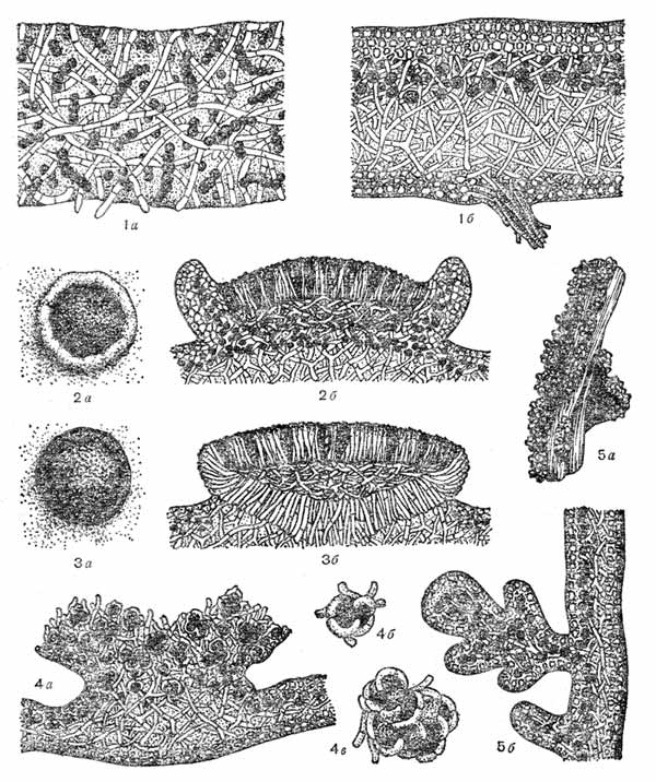 Анатомическое строение таллома лишайников