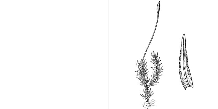 Бриоэритрофилл, или
бриоэритрофиллум косоклювый — Вryoerythrophyllum
recurvirostre